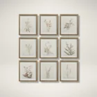 A set of nine framed botanical prints featuring delicate floral illustrations in muted tones, each with a natural wood frame arranged in a grid layout.