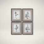 Set of four framed botanical study prints in grayscale with distressed wood frames and linen-like mats.