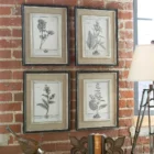 Set of four framed botanical study prints in grayscale with distressed wood frames and linen-like mats.
