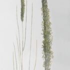 Set of six framed botanical prints featuring delicate illustrations of grasses and plants in green tones on white backgrounds with dark frames.