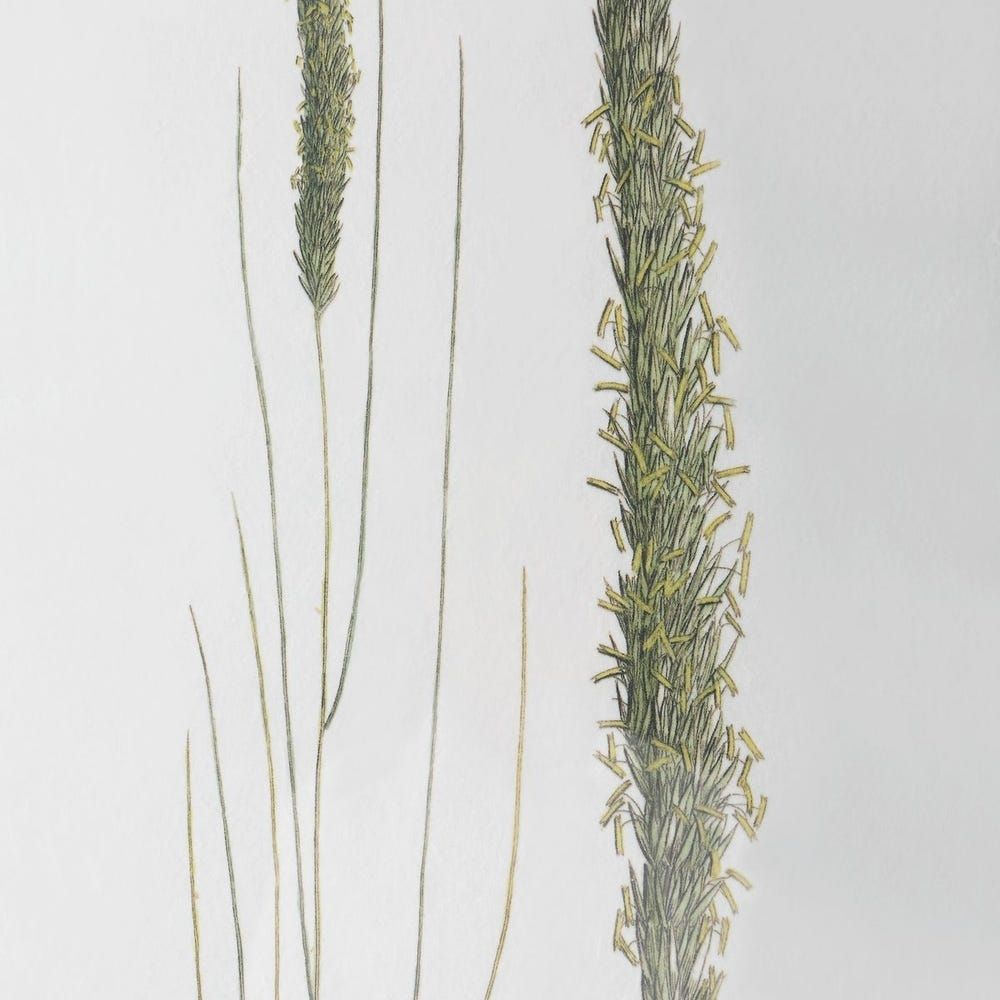 Set of six framed botanical prints featuring delicate illustrations of grasses and plants in green tones on white backgrounds with dark frames.