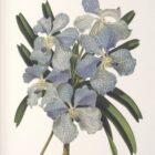 Set of six framed botanical orchid prints in soft, natural colors with dark wood frames and white mats.