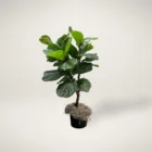 Artificial fiddle leaf plant with broad green leaves in a black pot topped with natural moss.
