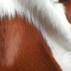 Natural brown and white cowhide rug with soft, organic shape and smooth finish.
