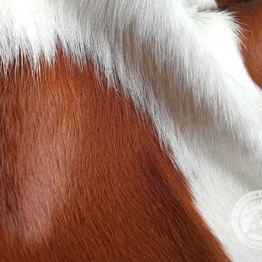 Natural brown and white cowhide rug with soft, organic shape and smooth finish.
